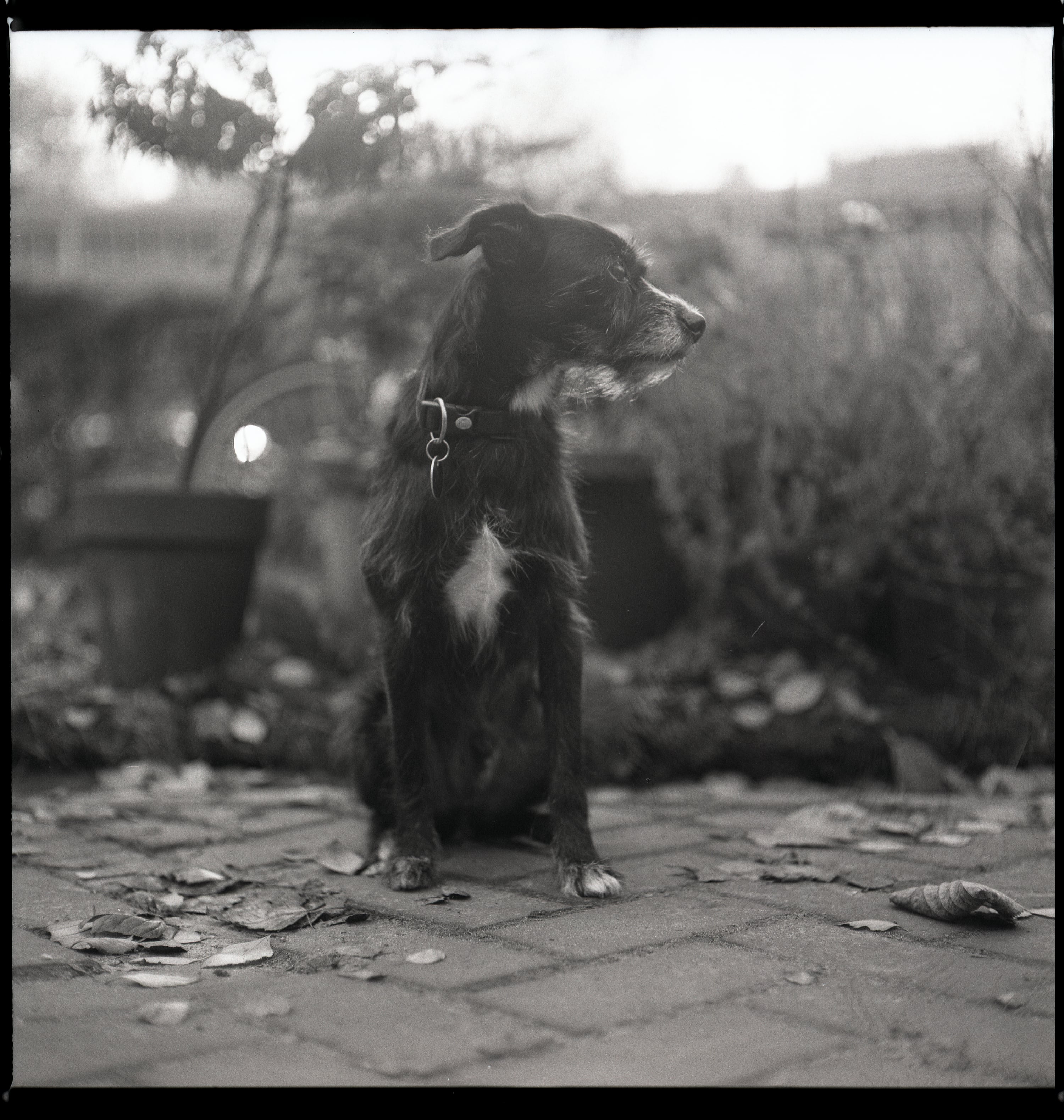 Analog - Photo 2