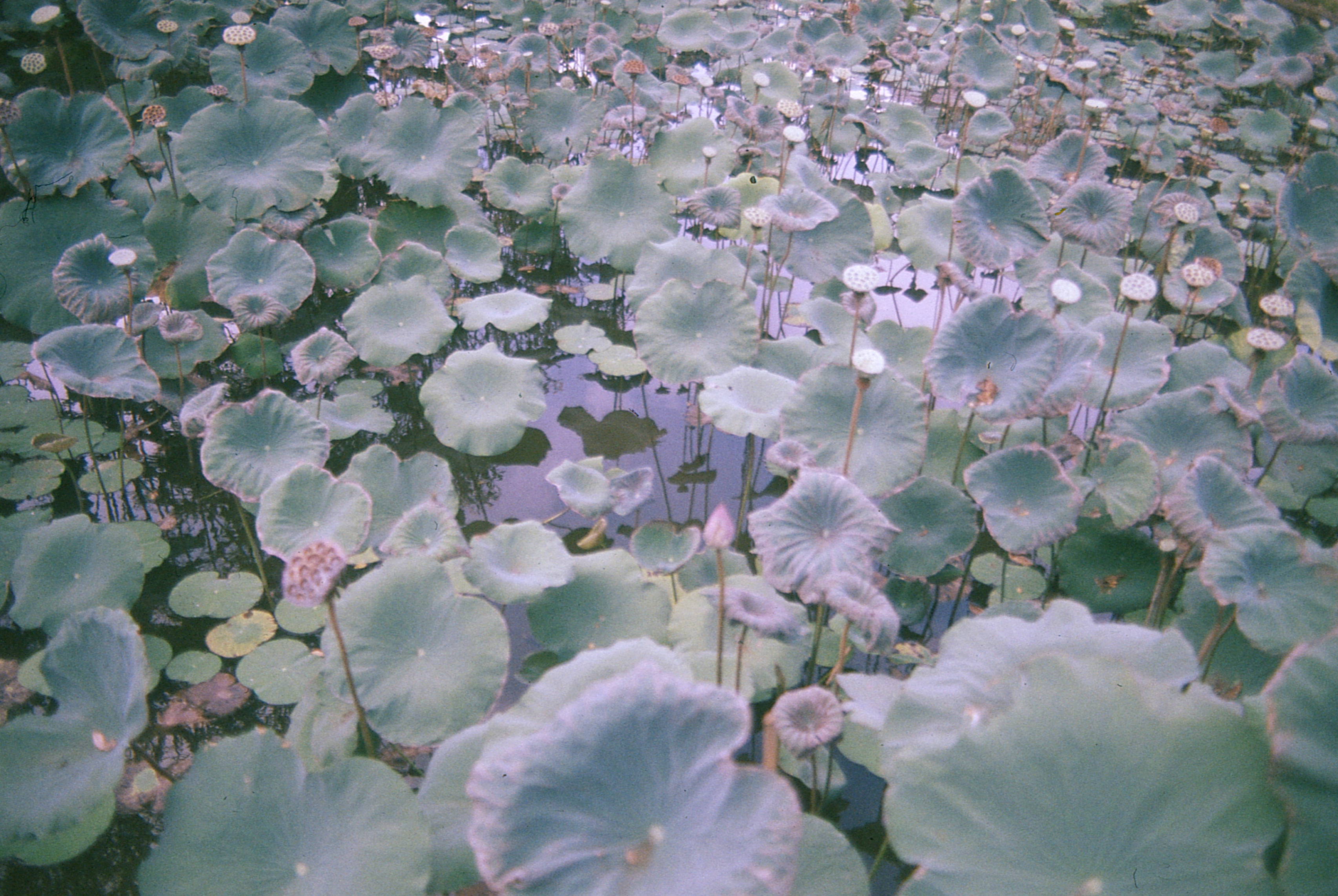 Indonesia - Photo 48