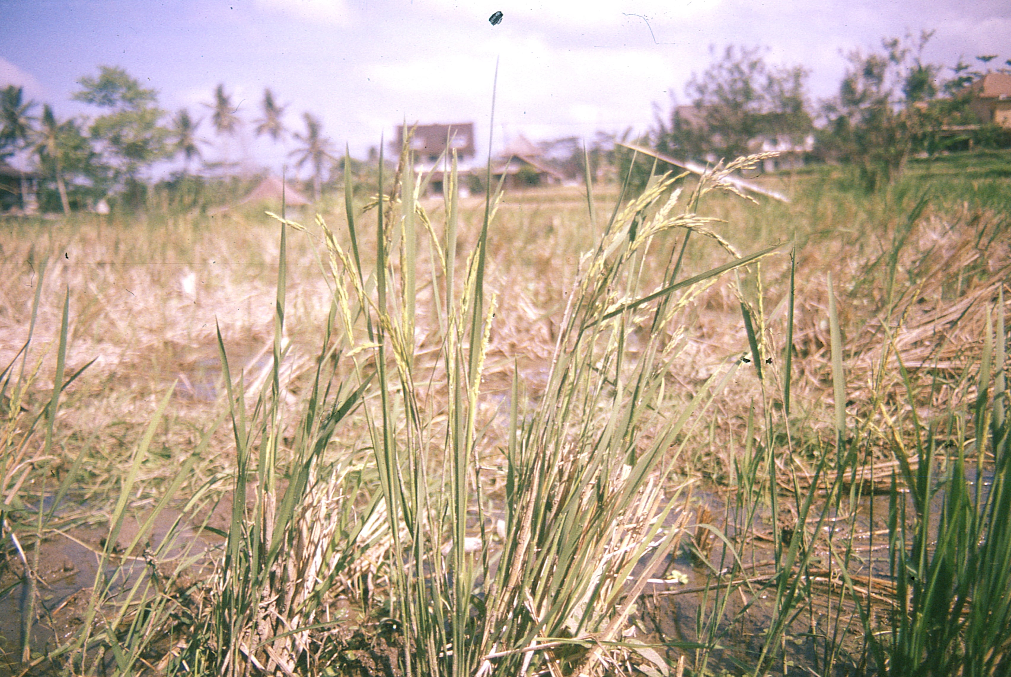 Indonesia - Photo 39