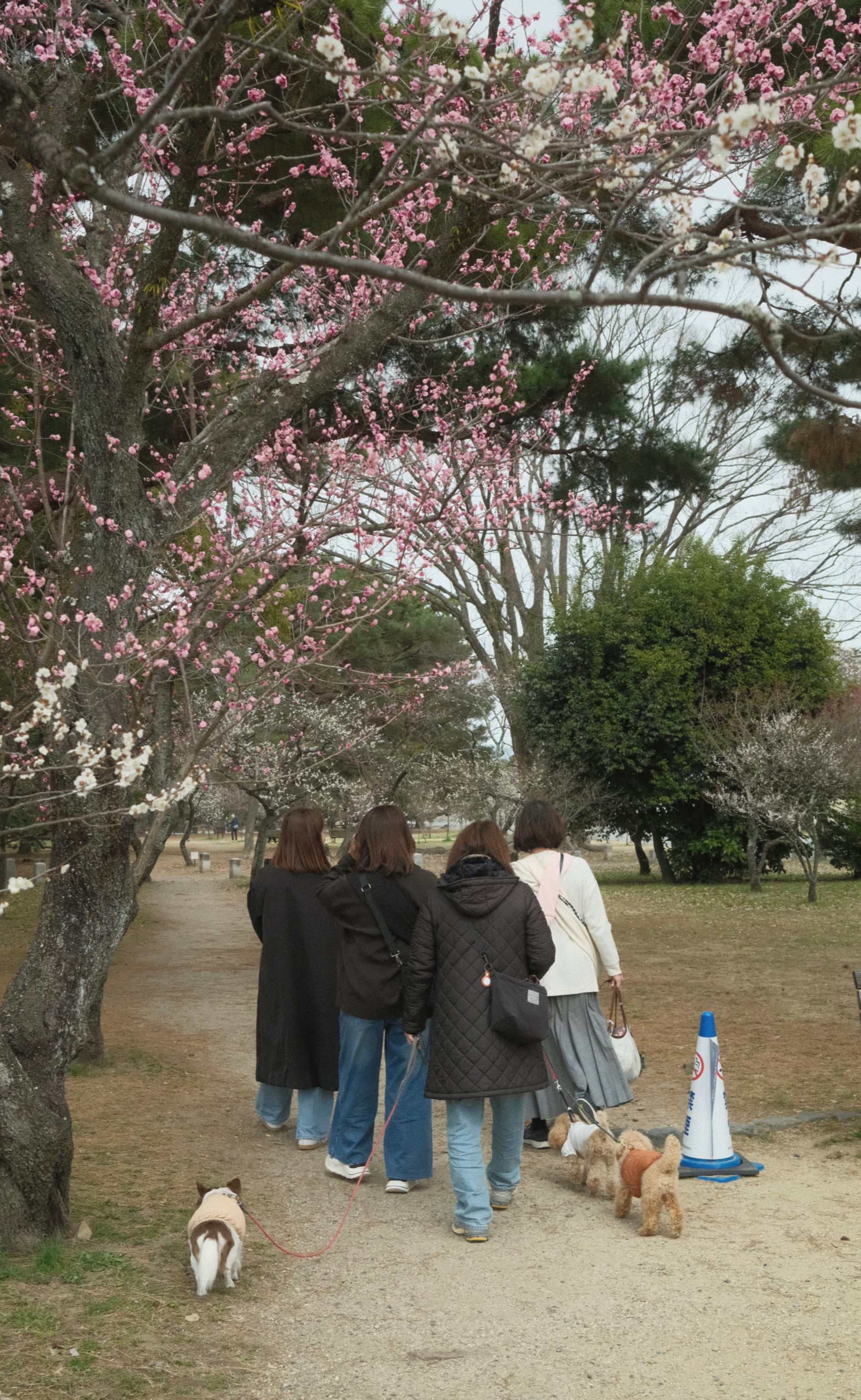 Japan - Photo 75