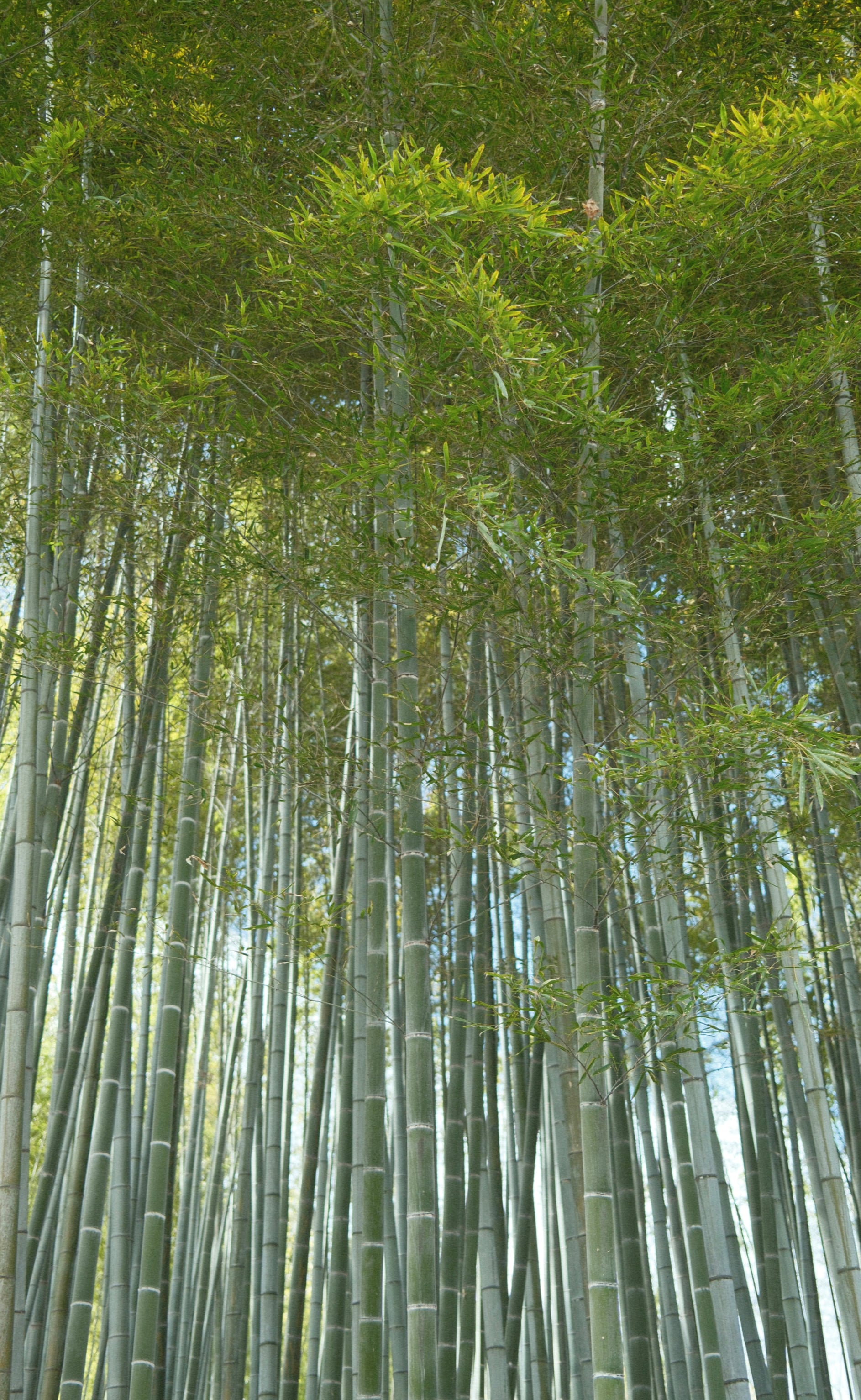 Japan - Photo 28