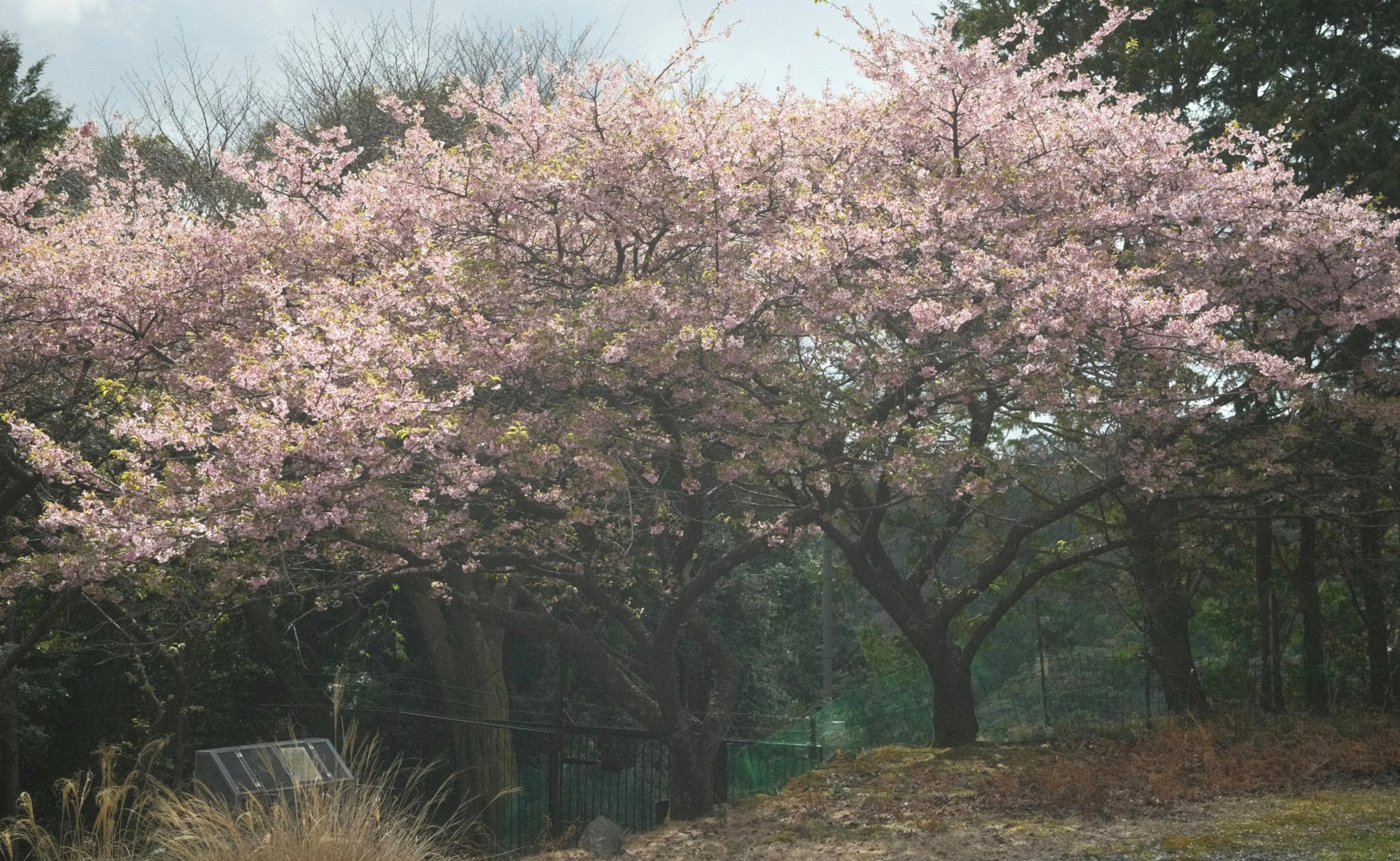 Japan - Photo 91